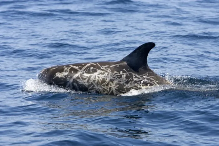 Framed Print : Risso's dolphin. Photographed along the coast of California - USA (Pacific Ocean). Heavy scarring on the back and sides of these dolphins is believed to be made by the teeth of other Risso's dolphins or by their squid prey Framed Print : Risso's dolphin. Photographed along the coast of California - USA (Pacific Ocean). Heavy scarring on the back and sides of these dolphins is believed to be made by the teeth of other Risso's dolphins or by their squid prey
