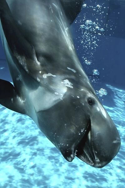 Risso's Dolphin swimming underwater