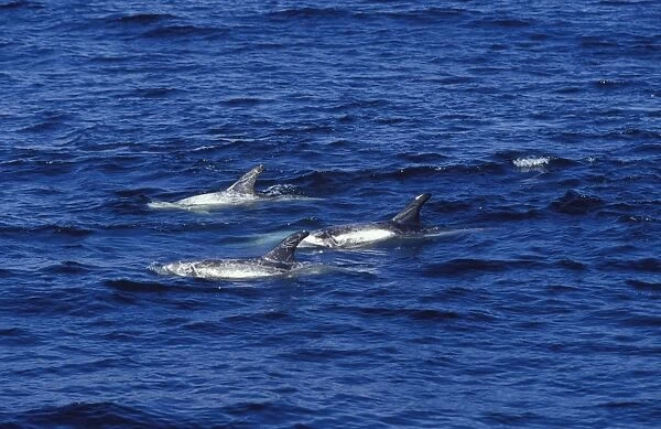 Risso's Dolphins Heavy scarring on the back and sides of these dolphins is believed to be made by the teeth of other Risso's dolphins, or by their squid prey Monterey Bay, California, USA