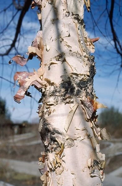River Birch Tree - exfoliating bark