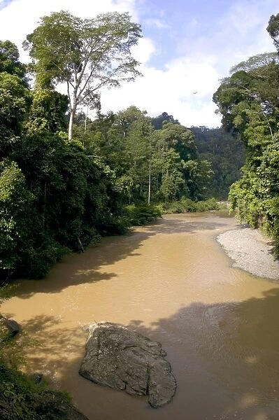 River Danum and primary rainforest on its banks, near Borneo Rainforest Lodge; Sabah, Borneo, Malaysia; June. Ma39. 3264