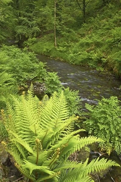 River Lyd Lydford Gorge Dartmoor National Park Devon, UK LA000265