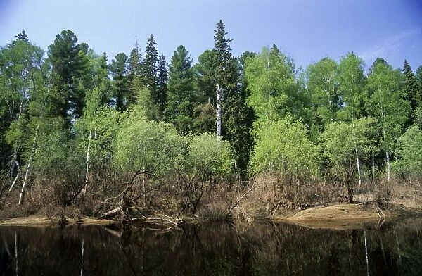 River Negustyah in middle current - typical river with dark waters (coloured by peat) on Siberian plains; bird cherry flowering on the bank; a tributary of river Bolshoi Ugan, near Ugut settlement; Uganskii Nat
