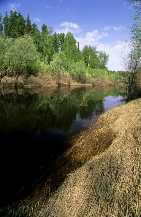 Framed Print : River Negustyah in middle current - typical river with dark waters (coloured by peat) on Siberian plains; a tributary of river Bolshoi Ugan, near Ugut settlement; Uganskii Nat. reserve, Siberia, Russia; spring Ug37. 0924 Framed Print : River Negustyah in middle current - typical river with dark waters (coloured by peat) on Siberian plains; a tributary of river Bolshoi Ugan, near Ugut settlement; Uganskii Nat. reserve, Siberia, Russia; spring Ug37. 0924