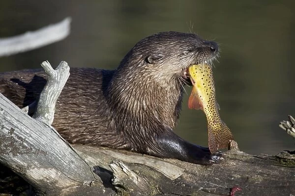 River Otter - eating Cutthroat Trout - Wyoming - USA