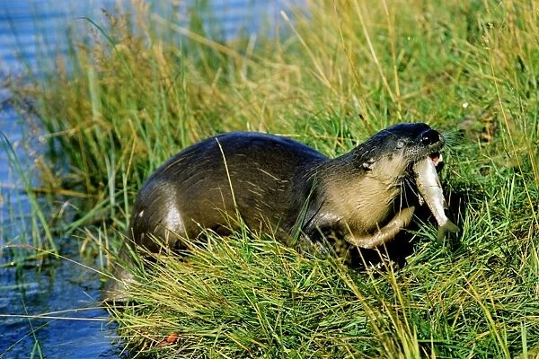 River Otter - eating small fish it has caught. Snake River, Wyoming, USA. MO345