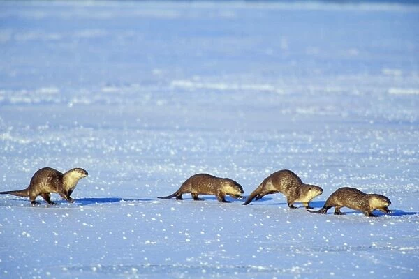 River Otter - family traveling across frozen lake in winter Western USA. Mo298