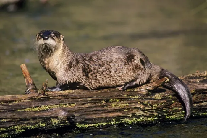 Framed Print : River Otter - resting on log in small stream, spring. Western USA. MO2132 Framed Print : River Otter - resting on log in small stream, spring. Western USA. MO2132