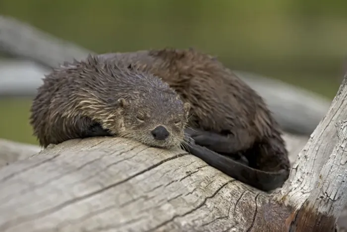 Framed Print : River Otter - sleeping on log - Wyoming - USA Framed Print : River Otter - sleeping on log - Wyoming - USA