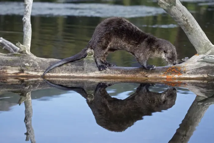 Framed Print : River Otter - Wyoming - USA Framed Print : River Otter - Wyoming - USA