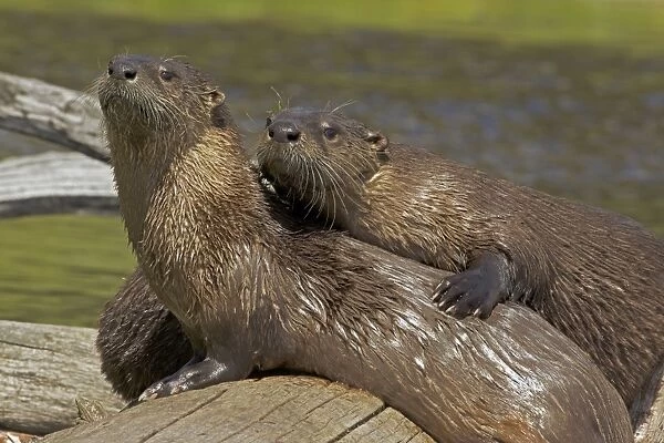 River Otter - two together - Wyoming - USA