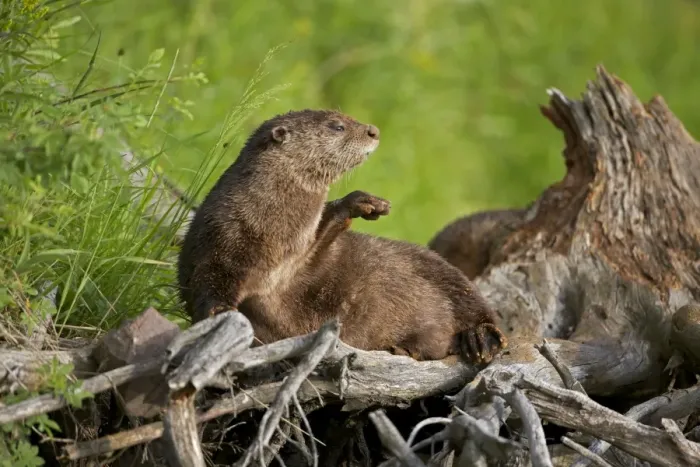 Framed Print : River Otter - Wyoming - USA Framed Print : River Otter - Wyoming - USA