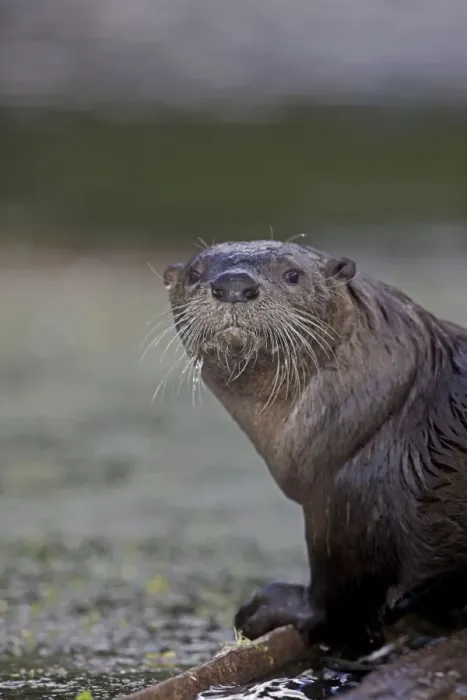 Framed Print : River Otter - Wyoming - USA