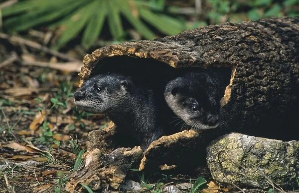 River Otter - young pups playing in hollow log florida, USA. MO277