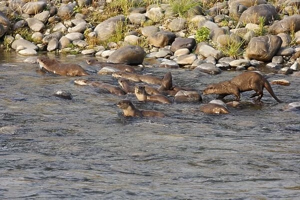 River Otters in the river Ramganga - Corbett National Park - India