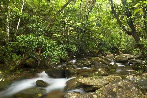 River in rainforest - water flows over moss-covered boulders through lush tropical rainforest - Daintree National Park, Wet Tropics World Heritage Area, Queensland, Australia
