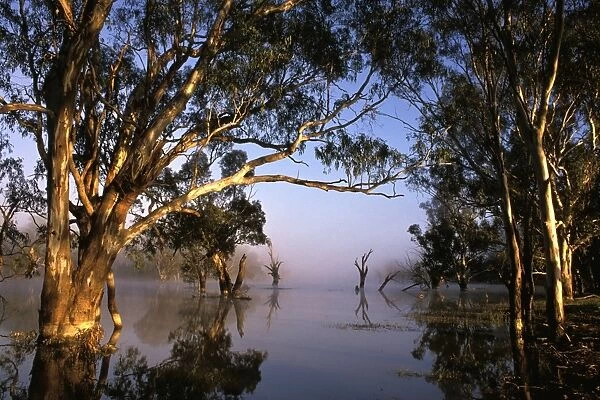 River Red Gum - Flooded in Cuba (Kooba) Lagoon, Murrumbidgee River Cuba (Kooba) Lagoon, Murrumbidgee River, New South Wales, Australia LAW00393