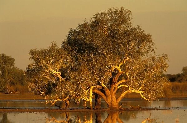 River Red Gum - sunset, recent rains have turned the surrounding desert claypan into a temporary swamp. Gibson Desert, Western Australia. KAT02440
