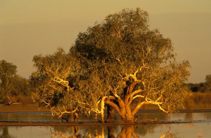 Framed Print : River Red Gum - sunset, recent rains have turned the surrounding desert claypan into a temporary swamp. Gibson Desert, Western Australia. KAT02440 Framed Print : River Red Gum - sunset, recent rains have turned the surrounding desert claypan into a temporary swamp. Gibson Desert, Western Australia. KAT02440