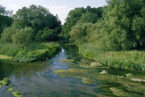 River Stour - River Water Dropwort Nr Sturminster Marshall, Dorset