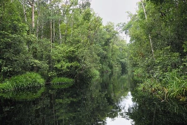 River at Tanjung Puting national park - Kalimantan / Borneo - Indonesia