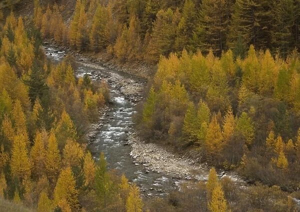 River Ubaye, flowing between autumn larches. French maritime Alps