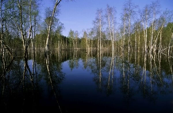 River Ugutka flooded valley in spring, typical scene; a tributary of Bolshoi Ugan river, near Ugut settlement; Uganskii Nat. reserve, Siberia, Russia; spring Ug37. 0827