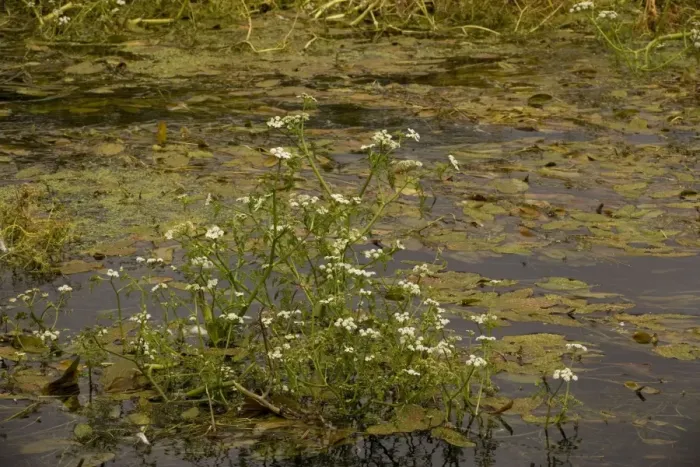 Framed Print : River water-dropwort (Oenanthe fluviatilis) in River Piddle, Dorset Framed Print : River water-dropwort (Oenanthe fluviatilis) in River Piddle, Dorset