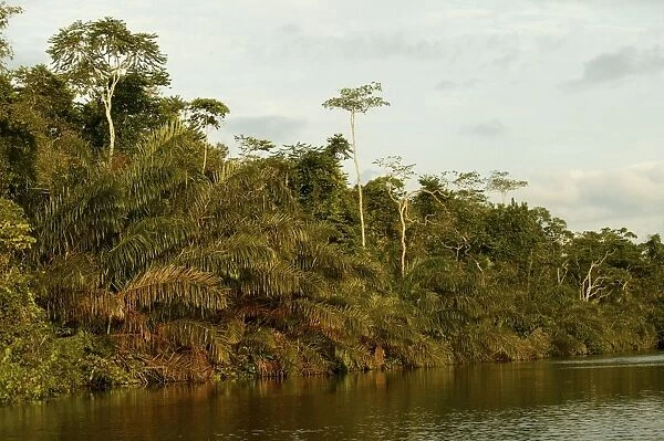Riverine Forest  /  Rainforest Congo, Central Africa