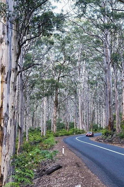 Road passing through forest of karri trees, the third tallest tree species in the world. Boranup Forest, Margaret River, Western Australia