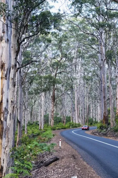 Framed Print : Road passing through forest of karri trees, the third tallest tree species in the world. Boranup Forest, Margaret River, Western Australia Framed Print : Road passing through forest of karri trees, the third tallest tree species in the world. Boranup Forest, Margaret River, Western Australia