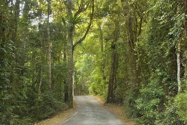Road in rainforest - a narrow road leads through subtropical rainforest - Lamington National Park, Central Eastern Australian Rainforest World Heritage Area, Queensland, Australia