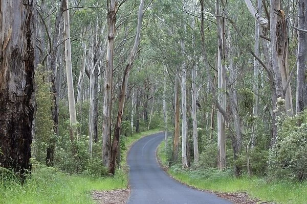 Road in Wet Sclerophyll Forest - a road cuts through magnificent forest consisting of mainly Mountain Ash trees - Cape Otway, Victoria, Australia