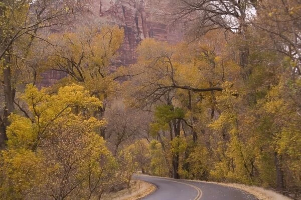 Road - Zion National Park, Utah: Cottonwoods or poplars in autumn colour