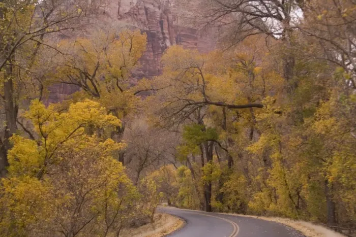 Framed Print : Road - Zion National Park, Utah: Cottonwoods or poplars in autumn colour Framed Print : Road - Zion National Park, Utah: Cottonwoods or poplars in autumn colour