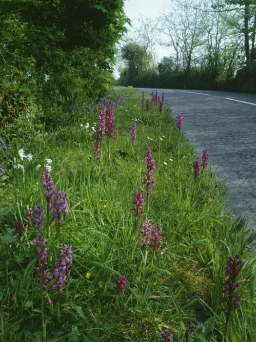 Framed Print : Roadside Flowers - Early Purple Orchids with Bluebells & 3-Cornered Garlic in spring. Lizard, Cornwall, UK Framed Print : Roadside Flowers - Early Purple Orchids with Bluebells & 3-Cornered Garlic in spring. Lizard, Cornwall, UK