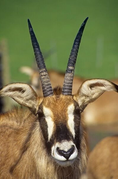 Roan Antelope Africa