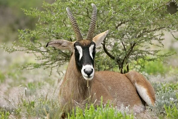 Roan Antelope resting in savanna ruminating Namibia, Africa