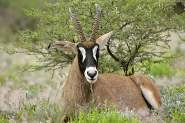 Framed Print : Roan Antelope resting in savanna ruminating Namibia, Africa Framed Print : Roan Antelope resting in savanna ruminating Namibia, Africa