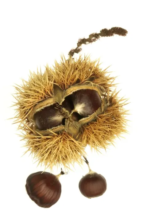 Framed Print : Roast Chestnuts In casing Framed Print : Roast Chestnuts In casing