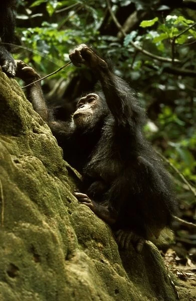 Rob00183 Eastern (Long-haired) chimpanzee Pan troglodytes schwei
