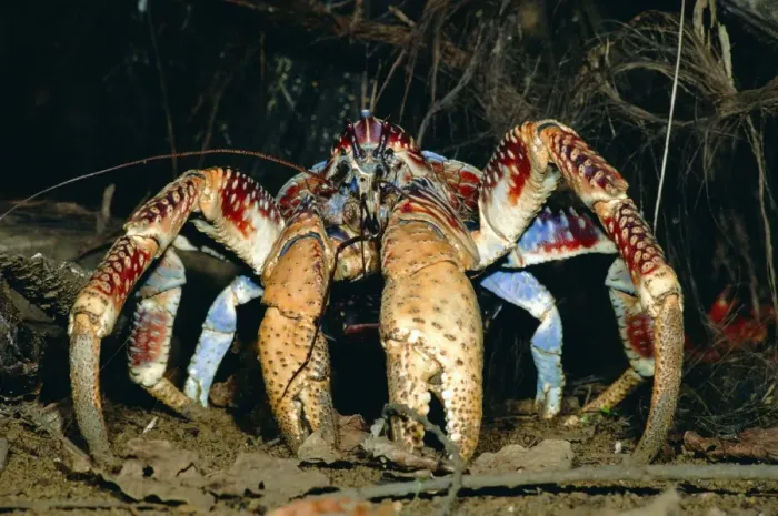Framed Print : Robber / Coconut Crab - Christmas Island - Indian Ocean (Australian Territory) JPF35915 Framed Print : Robber / Coconut Crab - Christmas Island - Indian Ocean (Australian Territory) JPF35915