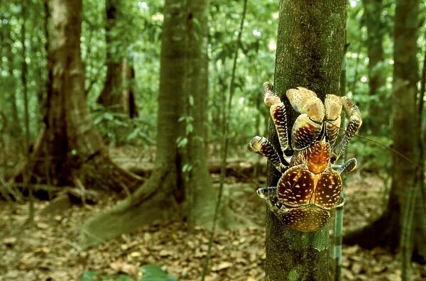 Robber  /  Coconut Crab - Climbing tree - Christmas Island - Indian Ocean (Australian Territory) JPF35909