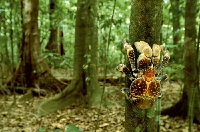 Framed Print : Robber / Coconut Crab - Climbing tree - Christmas Island - Indian Ocean (Australian Territory) JPF35909 Framed Print : Robber / Coconut Crab - Climbing tree - Christmas Island - Indian Ocean (Australian Territory) JPF35909
