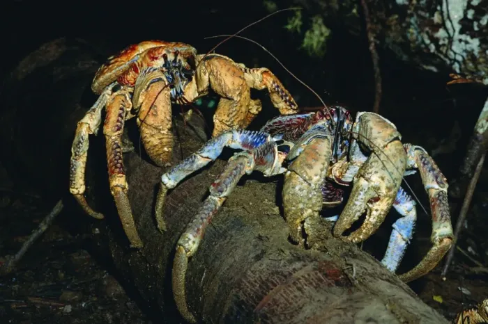 Framed Print : Robber / Coconut Crab - Feeding on Arenga palm pith fibres - Christmas Island - Indian Ocean (Australian Territory) JPF35922 Framed Print : Robber / Coconut Crab - Feeding on Arenga palm pith fibres - Christmas Island - Indian Ocean (Australian Territory) JPF35922