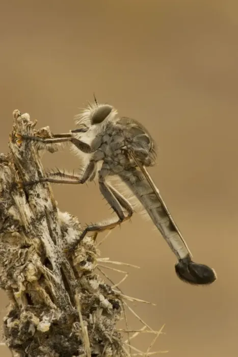 Framed Print : Robber fly - Family Asilidae - Arizona USA - a widely distributed group of predatory flies which largely inhabit semi-arid and arid regions of the world Framed Print : Robber fly - Family Asilidae - Arizona USA - a widely distributed group of predatory flies which largely inhabit semi-arid and arid regions of the world