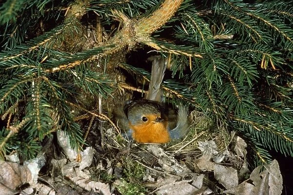 Robin - adult brooding at nest