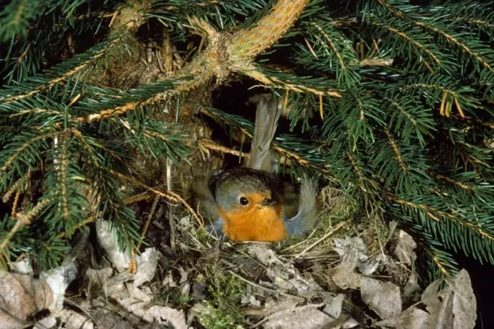 Framed Print : Robin - adult brooding at nest Framed Print : Robin - adult brooding at nest