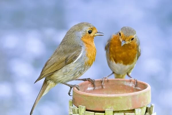 Robin Two adults perched on plant pot with forget-me-not flowers in background Norfolk UK