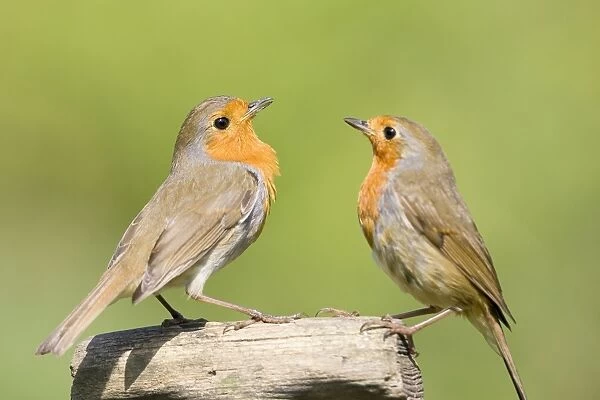 Robin Two adults perched on wooden garden fork handle Norfolk UK